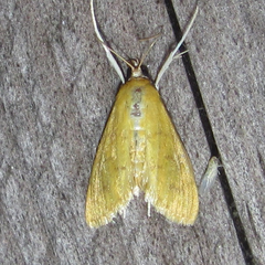 Loxomorpha flavidissimalis