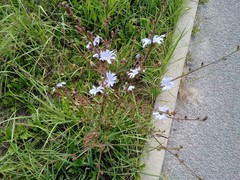 Cichorium intybus intybus