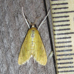 Loxomorpha flavidissimalis