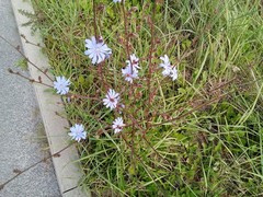 Cichorium intybus intybus