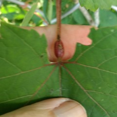 Neolasioptera vitinea