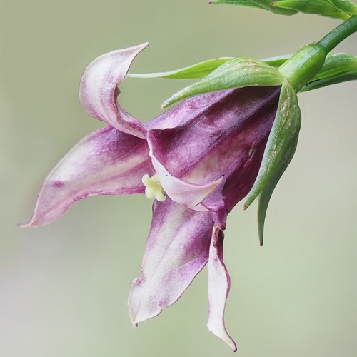 Heterochaenia fragrans