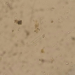Sellaphora