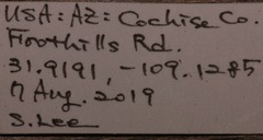 Olceclostera seraphica