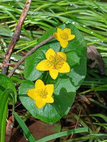 marsh marigold