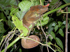 Calumma crypticum