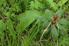 Rhododendron aureum