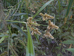 Cyperus glomeratus