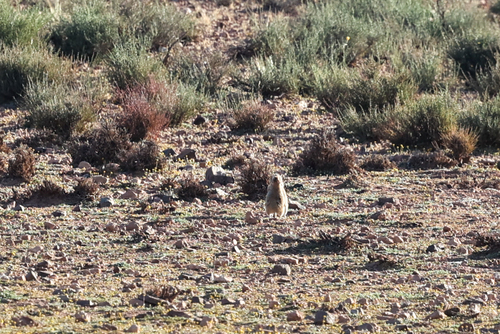 Fat Sand Rat