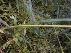 Cyperus glomeratus