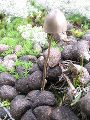Panaeolus alcis