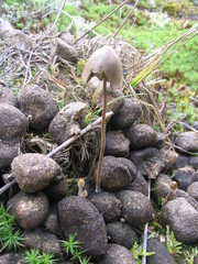 Panaeolus alcis