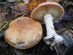 Leucocortinarius bulbiger