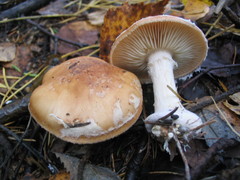 Leucocortinarius bulbiger