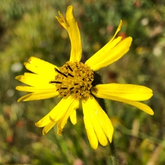 Kyhosia bolanderi
