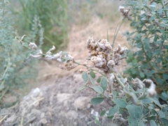 Peronosporaceae