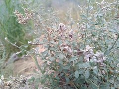 Peronosporaceae