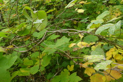 Lonicera hirsuta