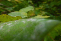 Lonicera hirsuta