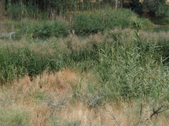 Phragmites australis