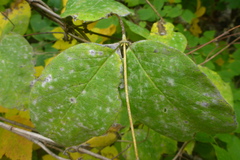 Lonicera hirsuta