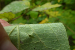 Lonicera hirsuta
