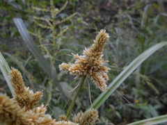 Cyperus glomeratus