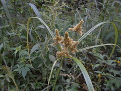 Cyperus glomeratus