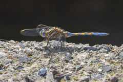Orthetrum chrysostigma