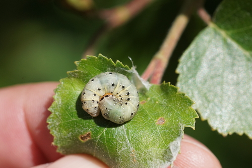 Achlya flavicornis