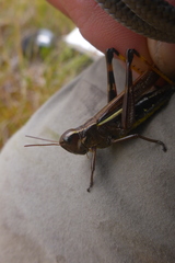 Stethophyma lineatum