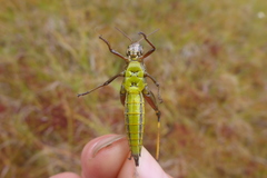 Stethophyma lineatum