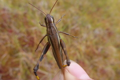 Stethophyma lineatum