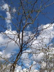 Vachellia macracantha