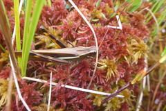 Stethophyma lineatum