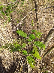 Vachellia macracantha