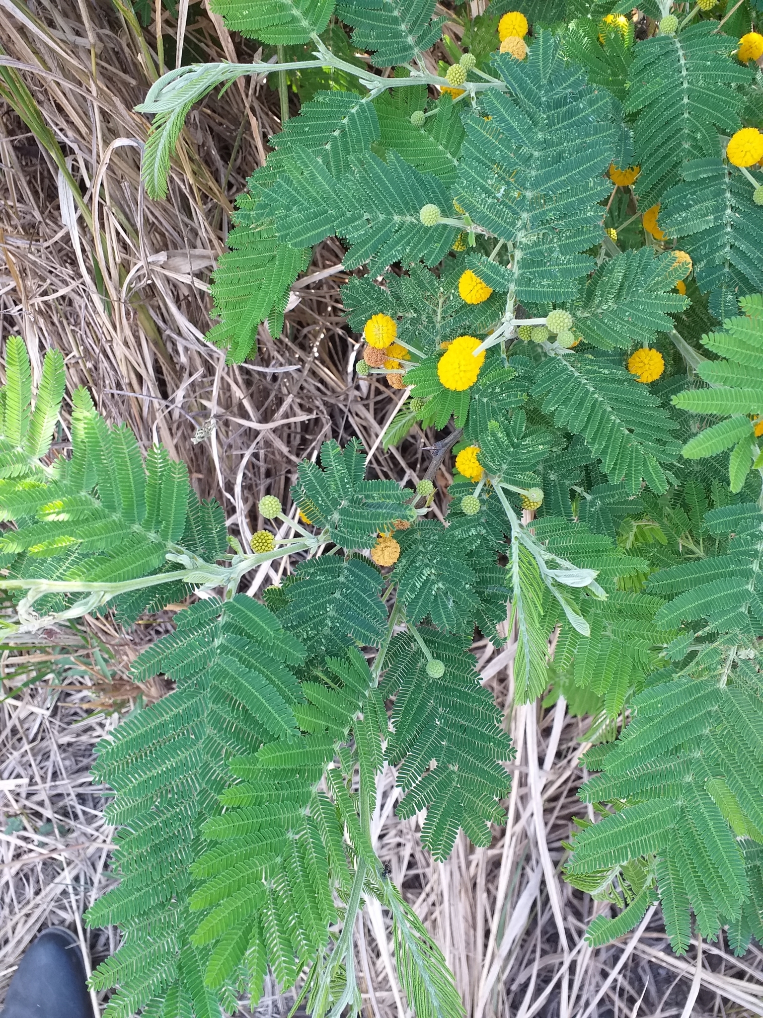 Vachellia macracantha image