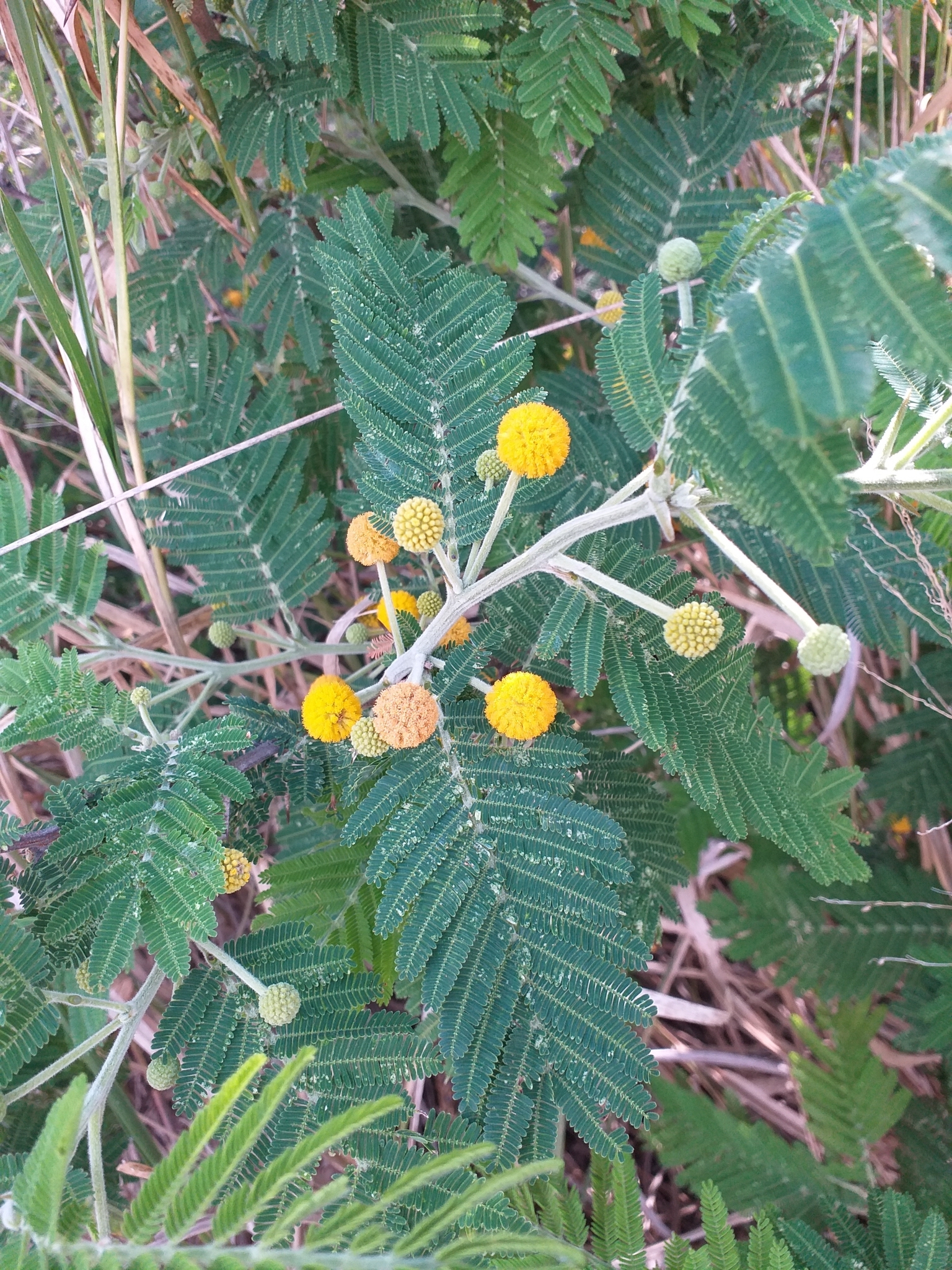 Vachellia image