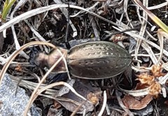 Carabus fairmairei fenestrellanus