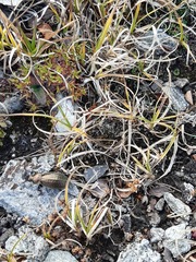 Carabus fairmairei fenestrellanus