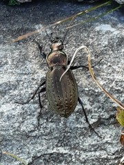 Carabus fairmairei fenestrellanus