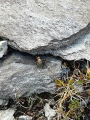 Carabus fairmairei fenestrellanus