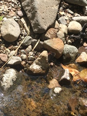 Gyrocheilus patrobas