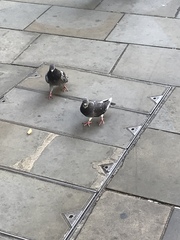 Columba livia domestica
