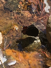 Gyrocheilus patrobas