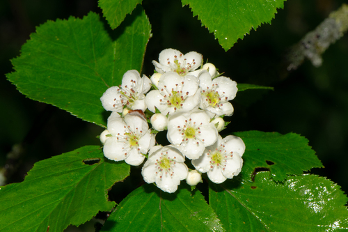 Crataegus succulenta Schrad. ex Link