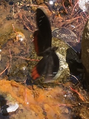 Gyrocheilus patrobas