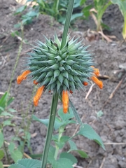 Leonotis nepetifolia image