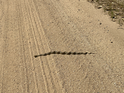 iNaturalist observation photo of Gopher Snake