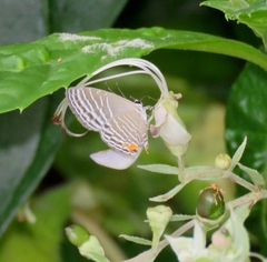 Jamides celeno aelianus